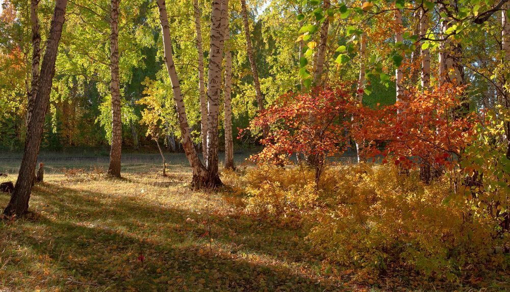 Осенний вечер на опушке леса.