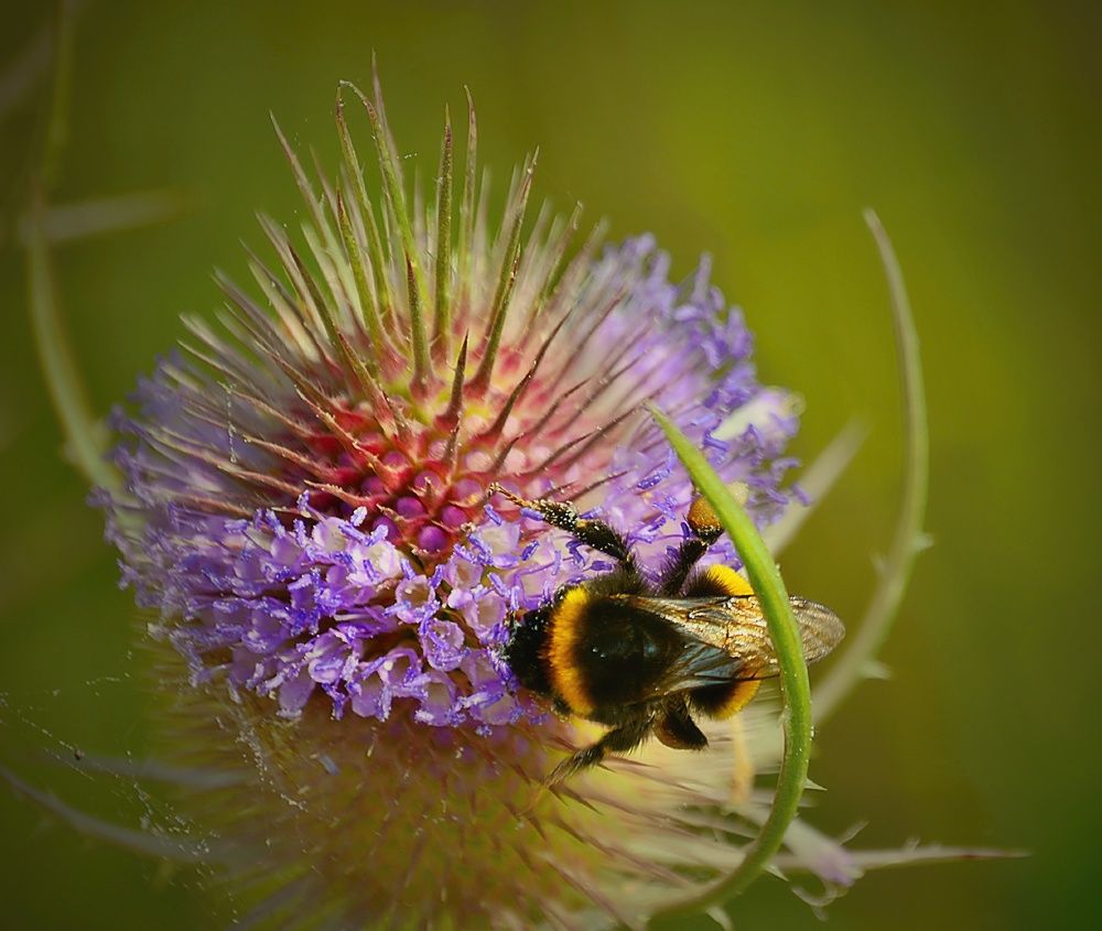 Photograph by Jaroslav Sameš