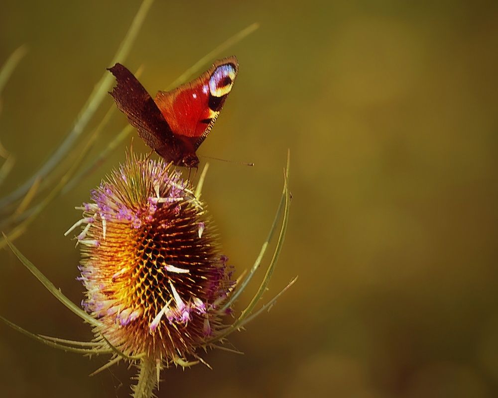 Photograph by Jaroslav Sameš