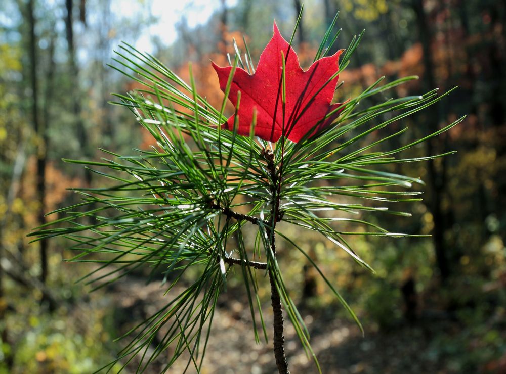 Photograph by Валерий