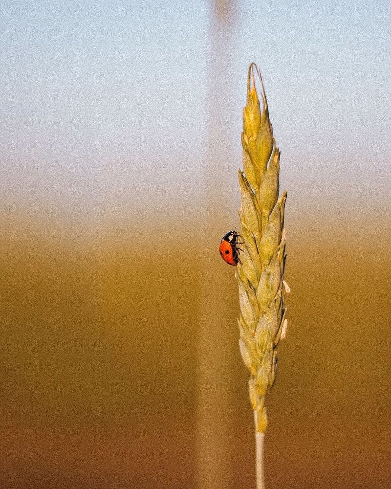Photograph by Динара Вальчук