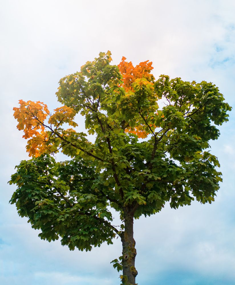 Клён в Германии