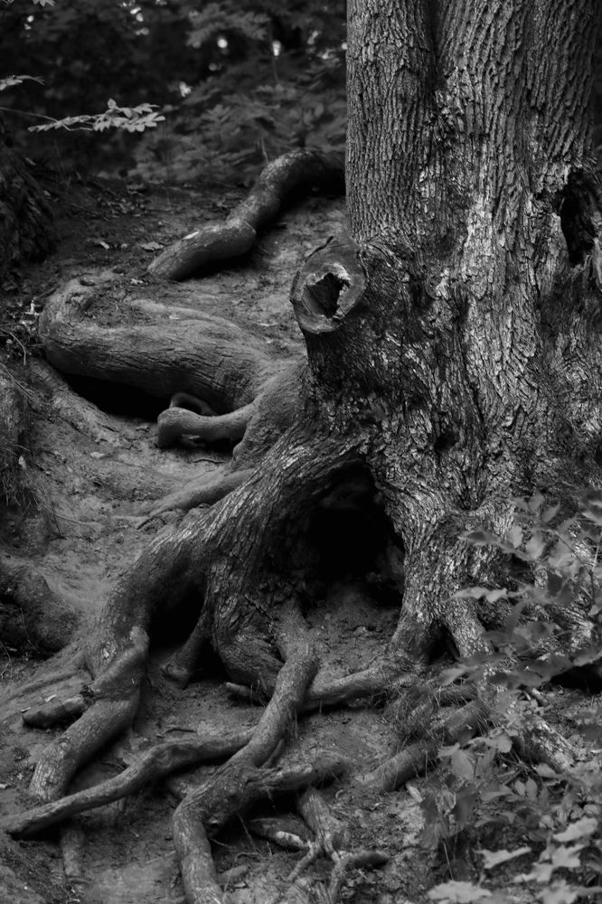 Чудище лесное