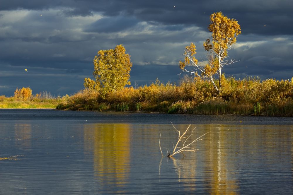 Листья как звезды