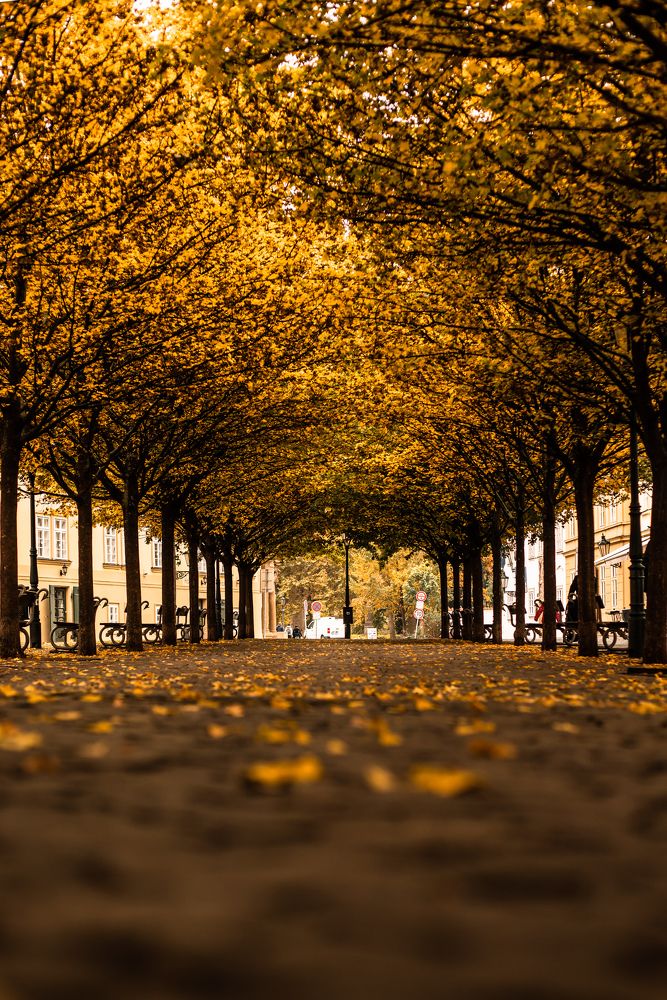 Фотография автора Мария Сурмачева
