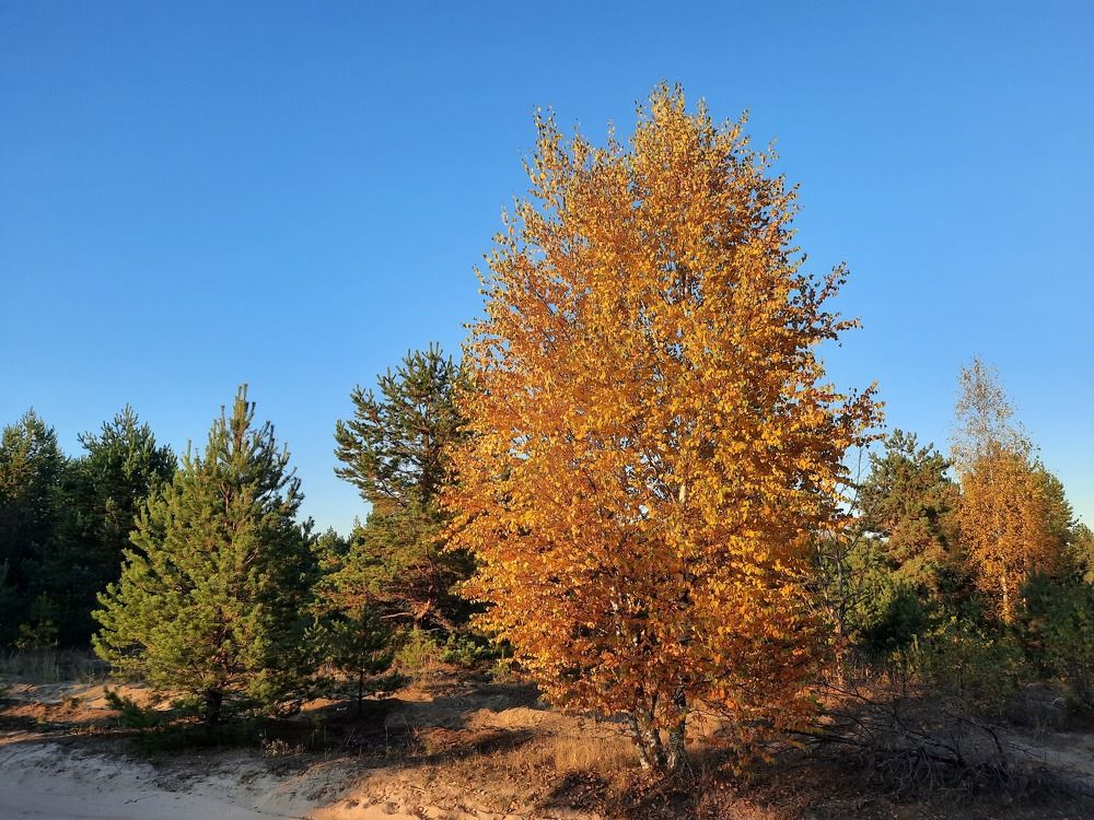 Фотография автора Елена Пикатова