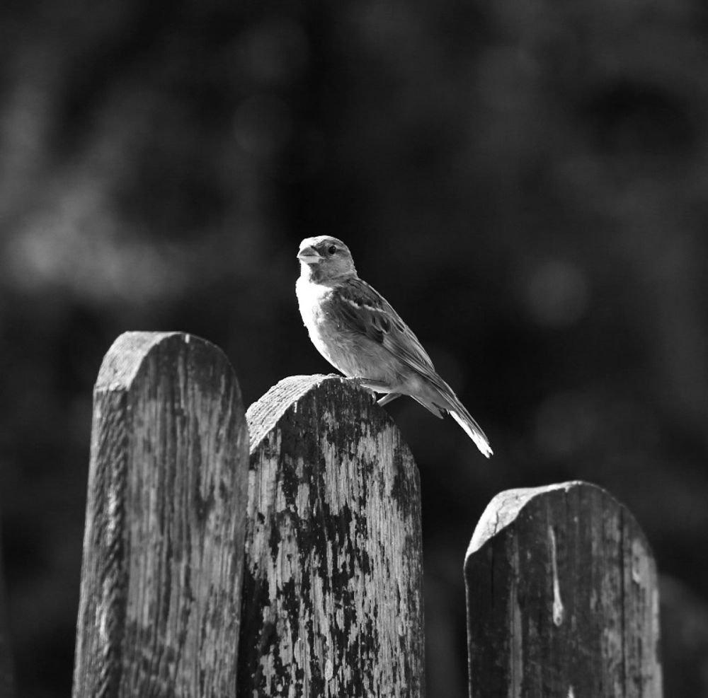 Photograph by Елена Ковалева