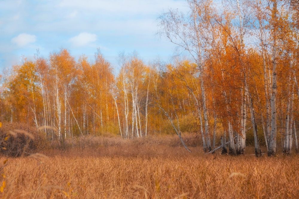 Монохромная осень