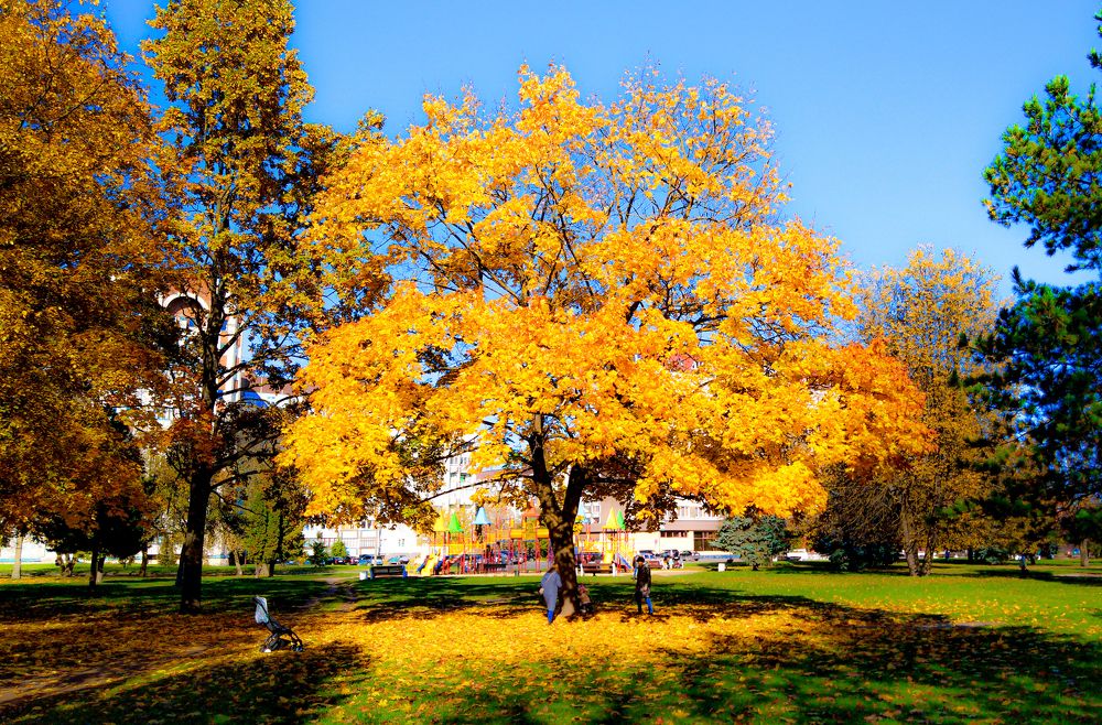 На дворе октябрь, осень, С клёнов листья все опали, Опадая, улетали, всё шептали – Мы устали...