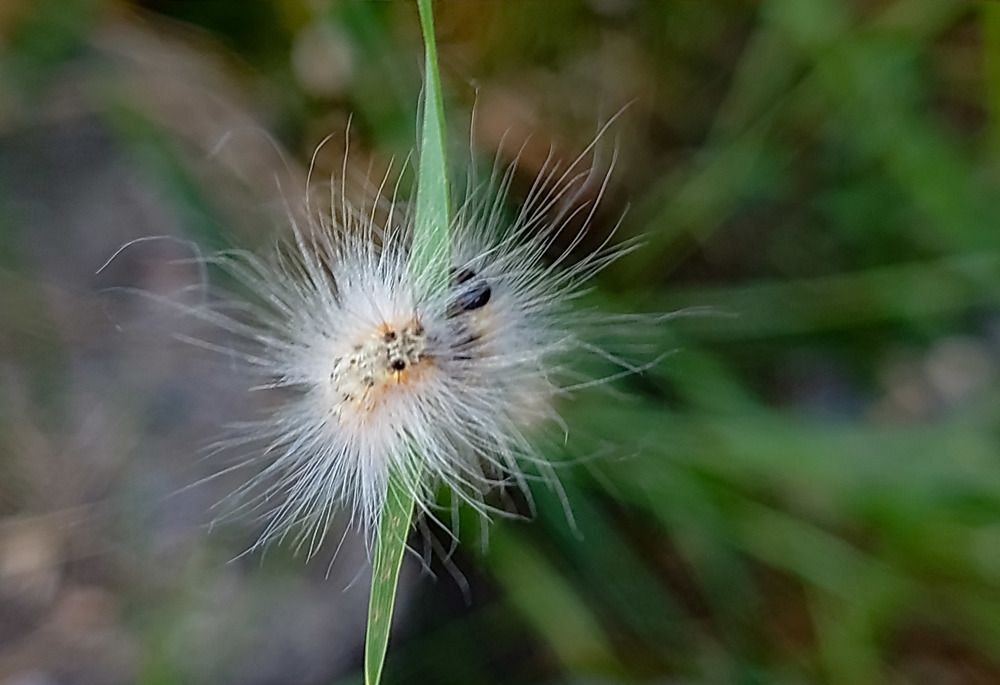 Photograph by Angelo Sab