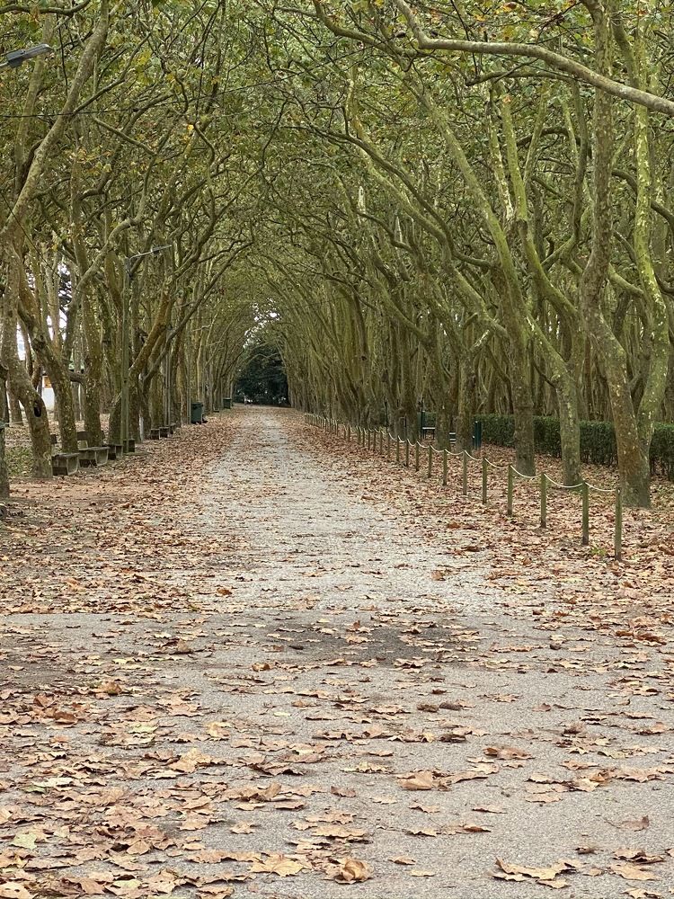 Photograph by Luís Damas