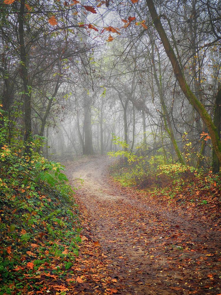 Photograph by Adrian Eperjessy