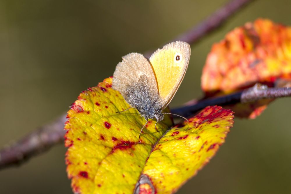 Photograph by Богдан Бигун