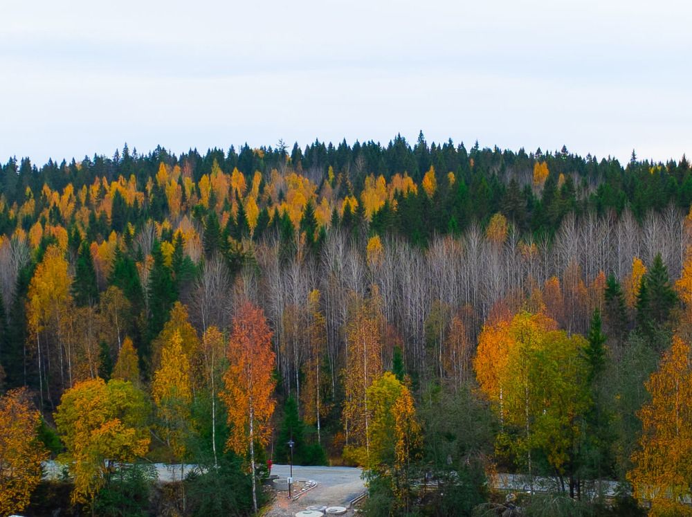 Фотография автора Тамара Нижельская