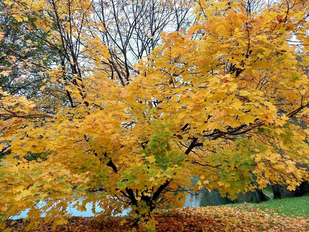 Фотография автора Мария Коледа