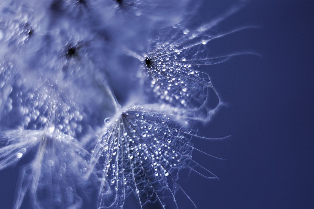 Макрокапли