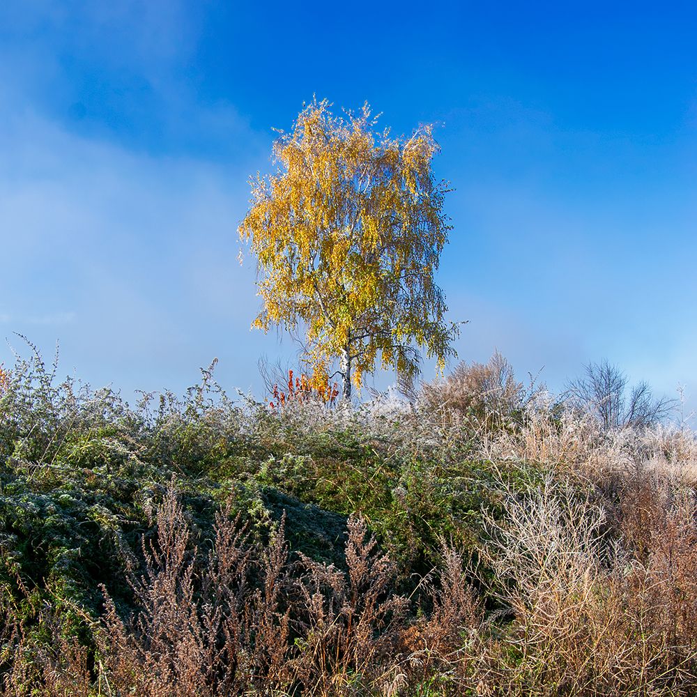 Photograph by Евгений Денисов