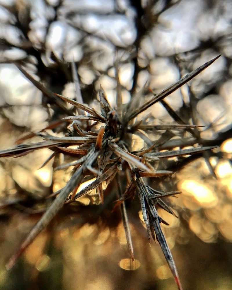 Photograph by Elena Sobol