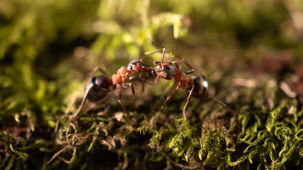 Photograph by Анна Берзина