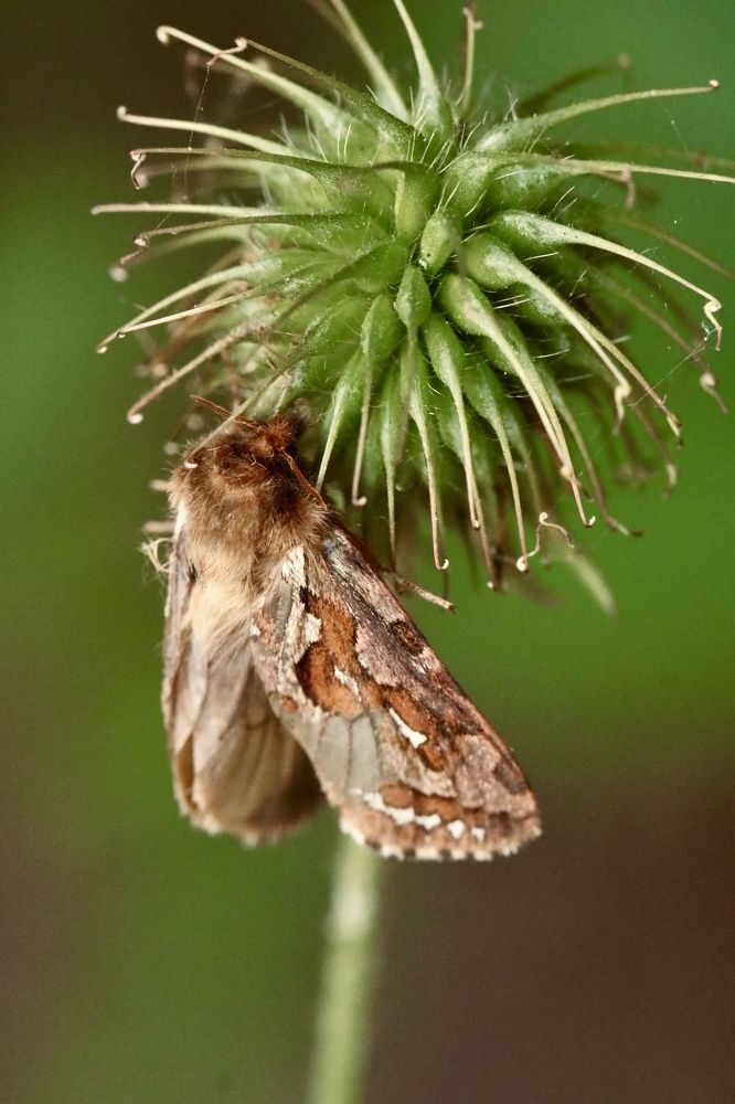 Photograph by Елена Ковалева