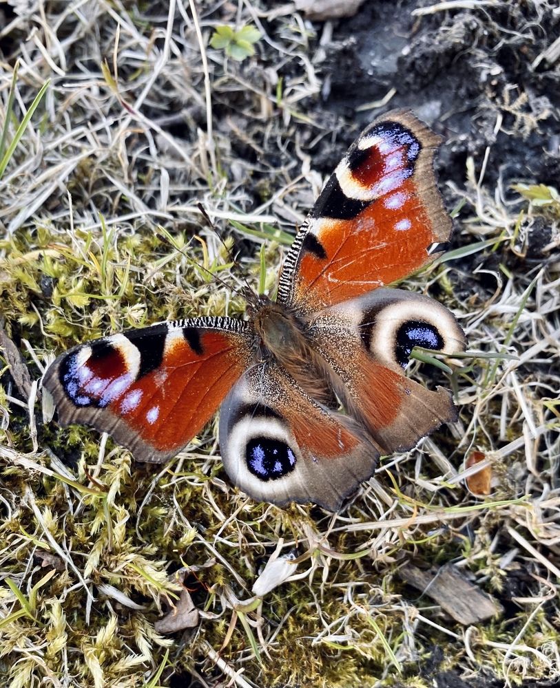 Photograph by Елена Ковалева