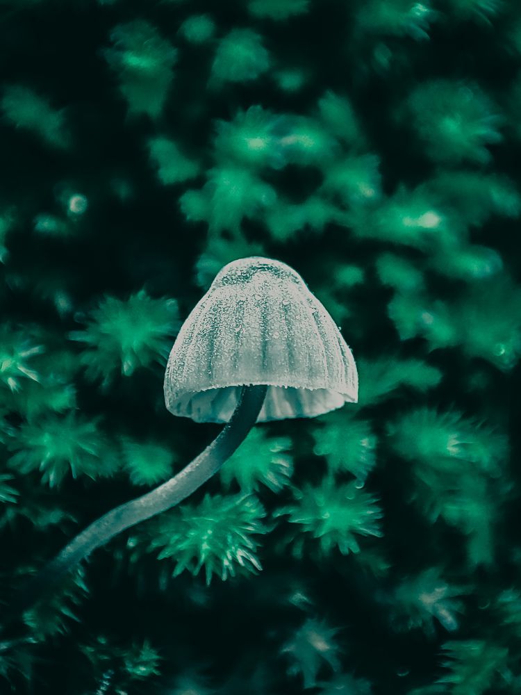 Photograph by صدرا