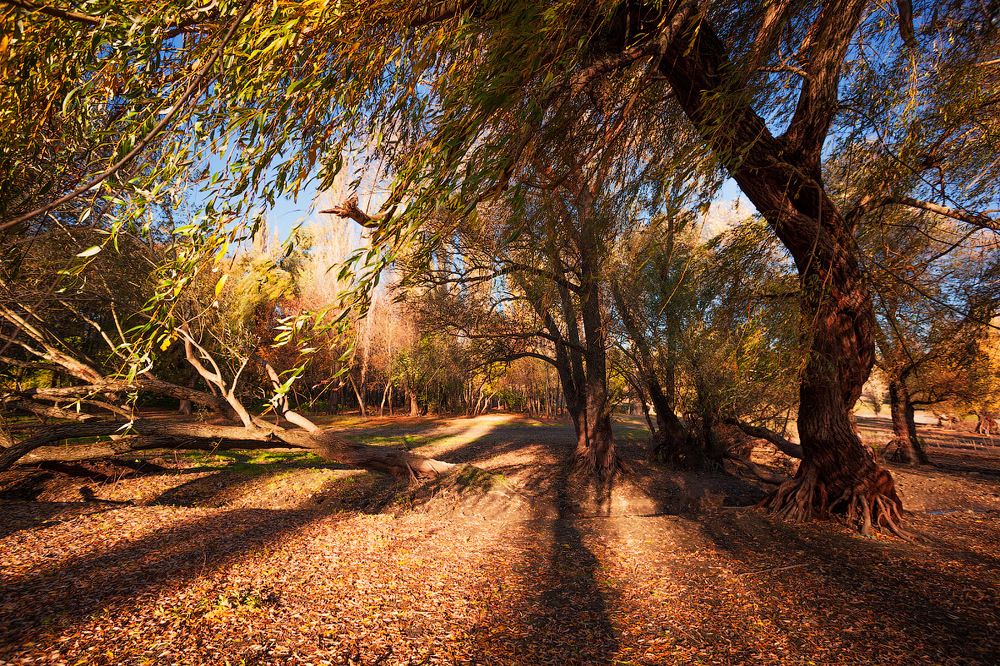 Импульс осени