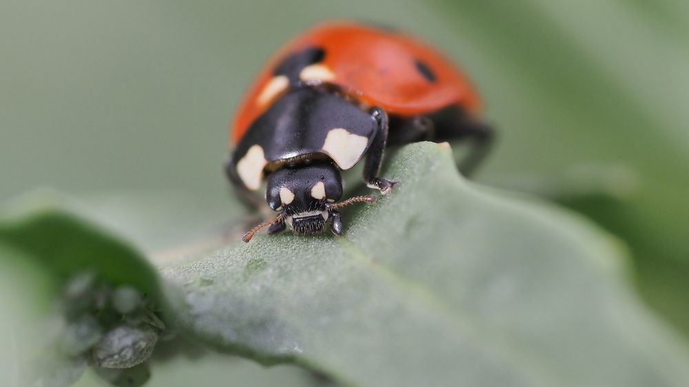 Photograph by Александр Петренко