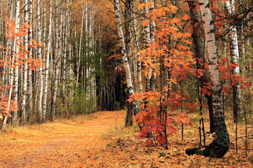 Фотография автора Елена Колосова