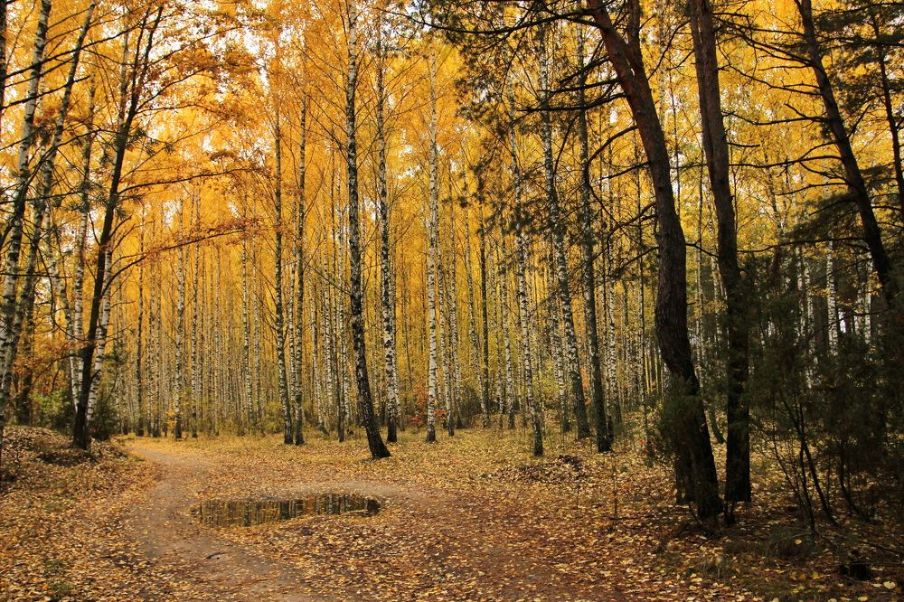 Фотография автора Елена Колосова