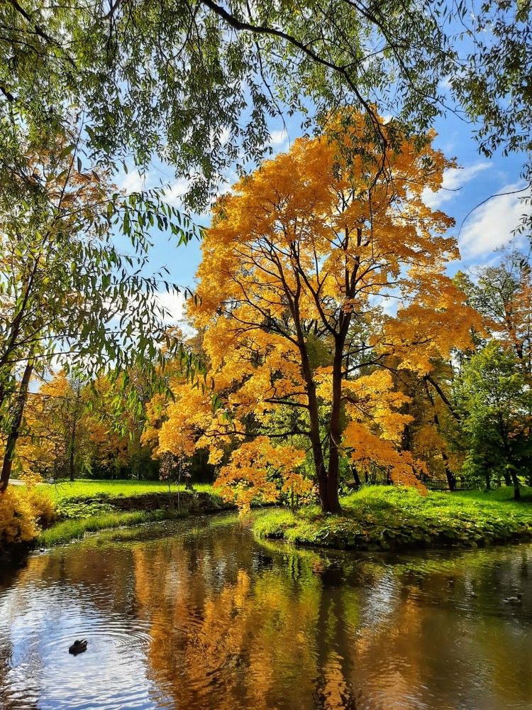 Осенний свет пронзил листву.