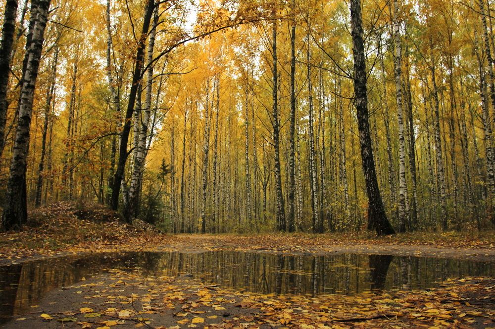 Фотография автора Елена Колосова