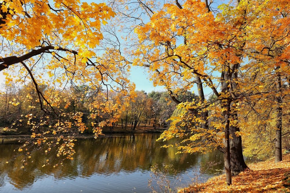 Золото осени