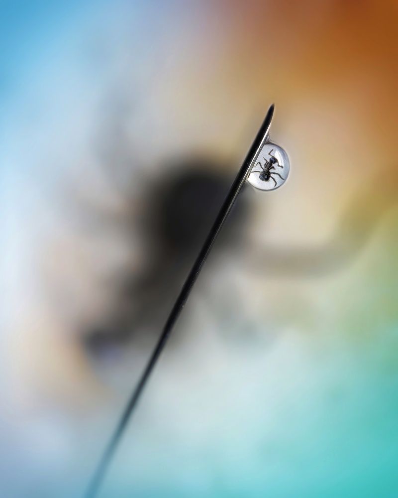 Утро муравья