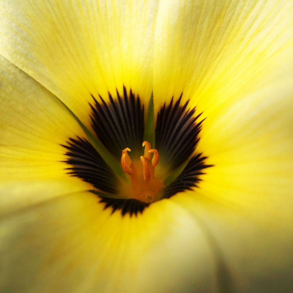 Фотография автора SOO YIT KONG