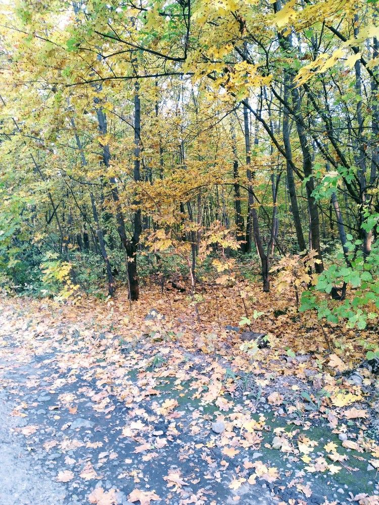 ЛИПЕЦк России