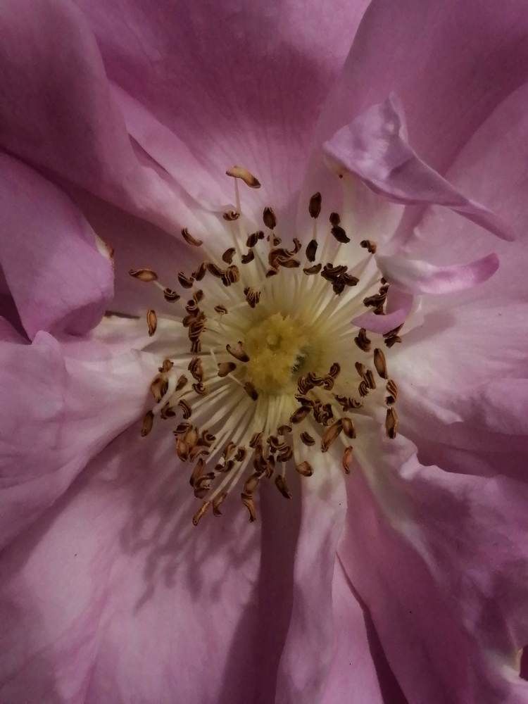 Photograph by Vessella