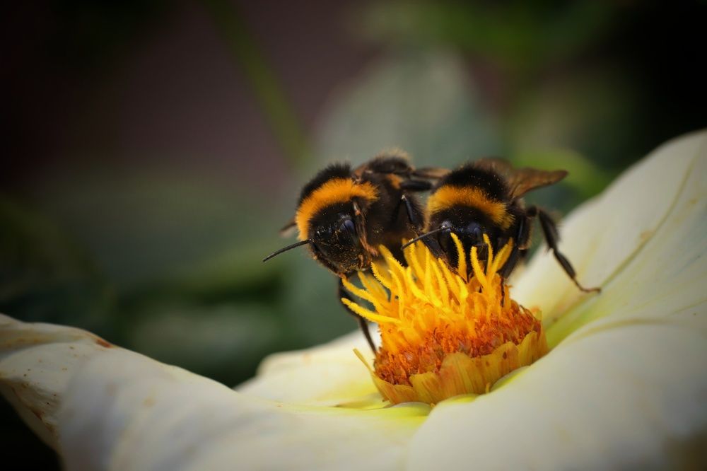 Друзья-конкуренты