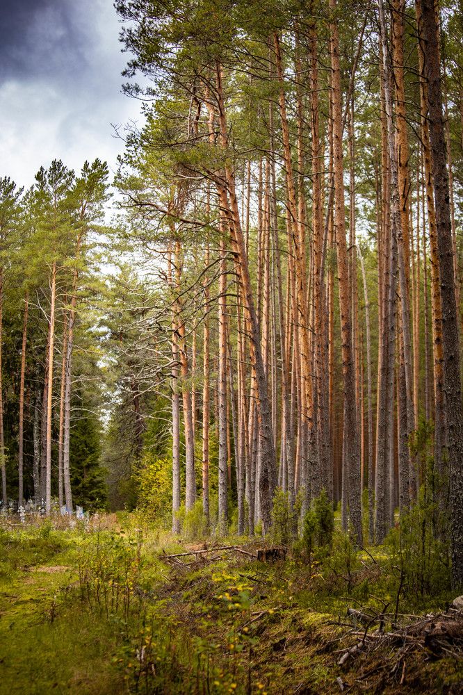 Photograph by Ольга Сафронова
