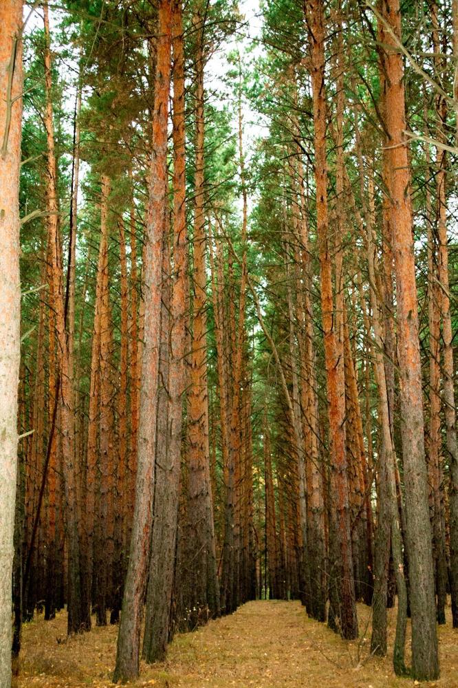 Photograph by Анжелика Трошина