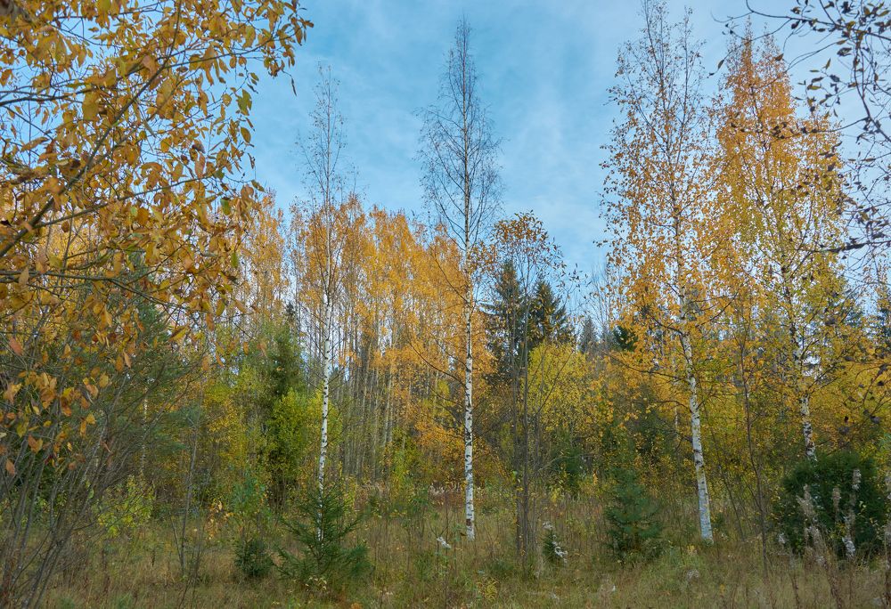 somewhere in the autumn forest