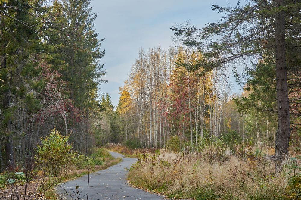 autumn road in the forest park