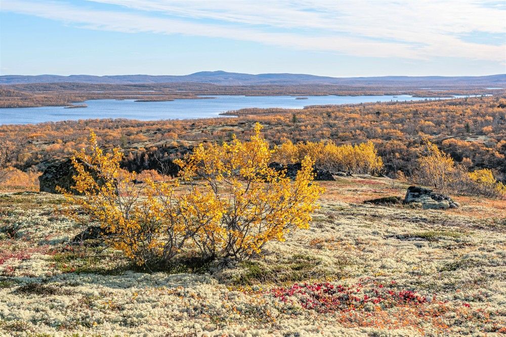 Осенняя тундра