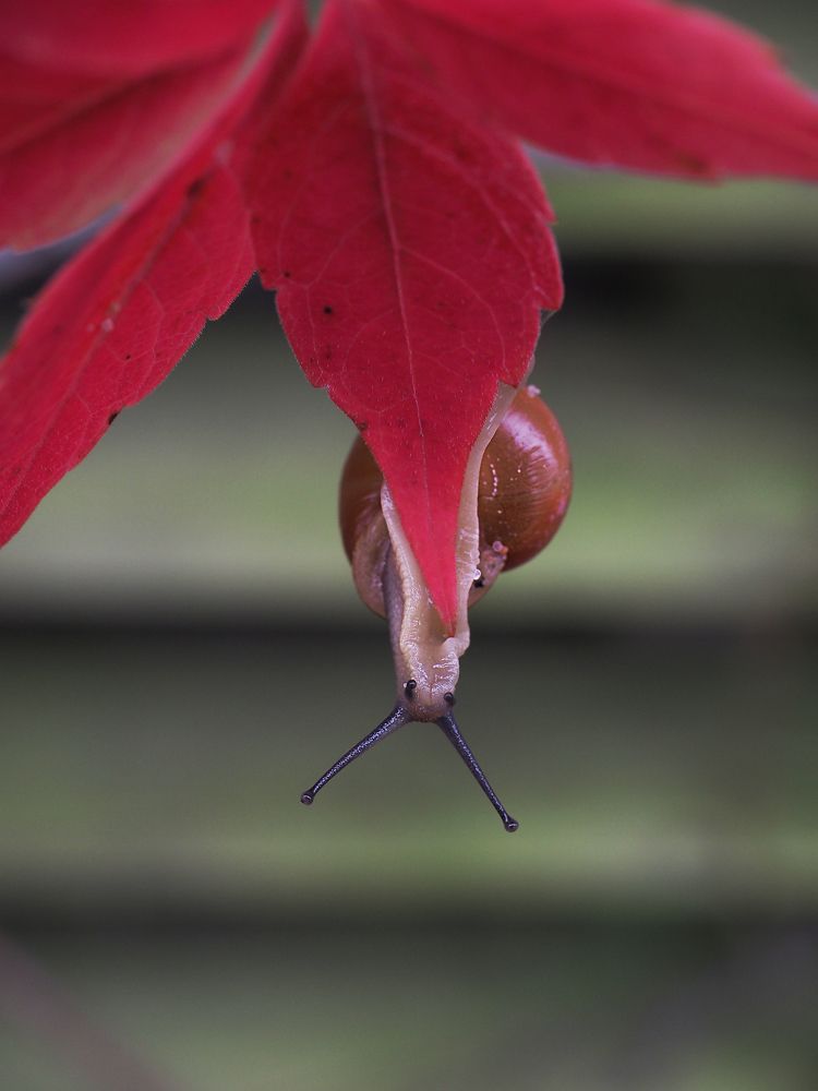 Photograph by Anna Ahiska