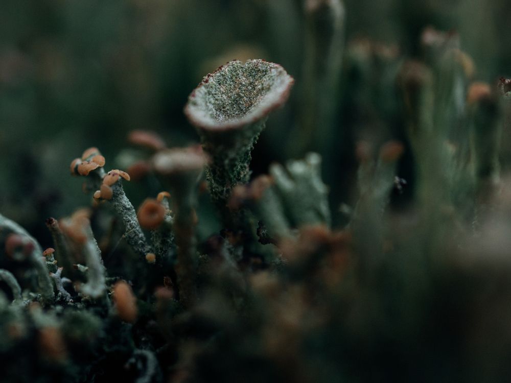 Фотография автора Пётр Чирков