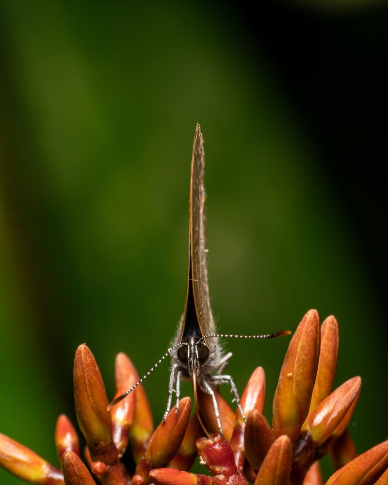 Photograph by Saikat Biswas