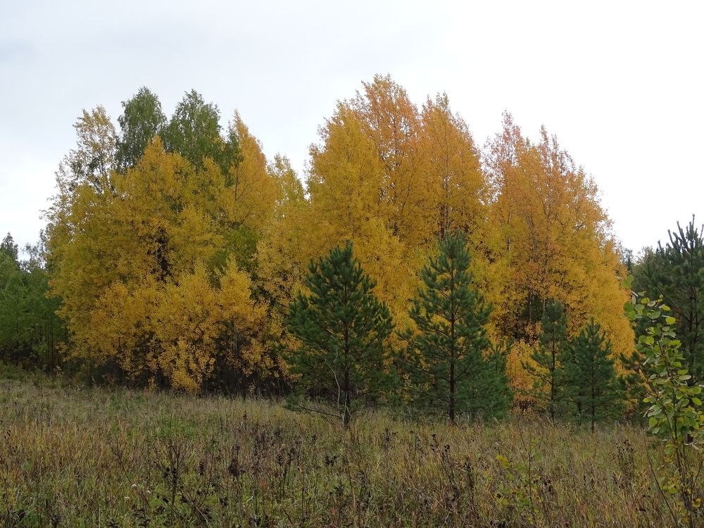 Photograph by Николай Худяков