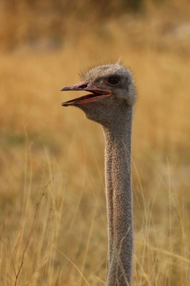 Photograph by Raquel Barao