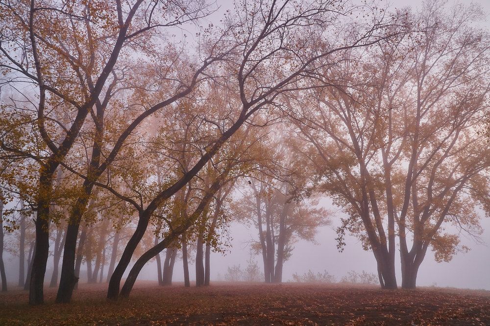 Photograph by Алексей Приешкин