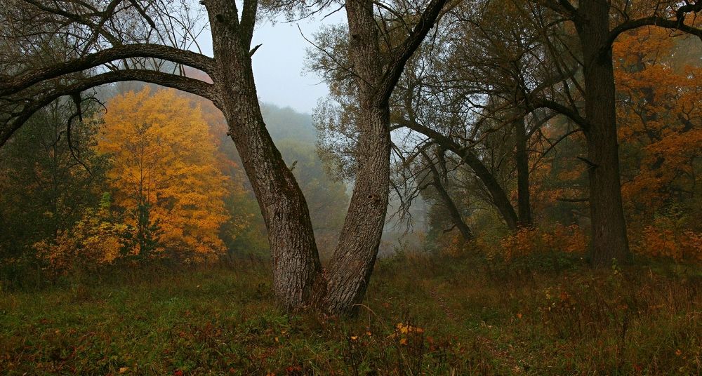 туман в лесу.